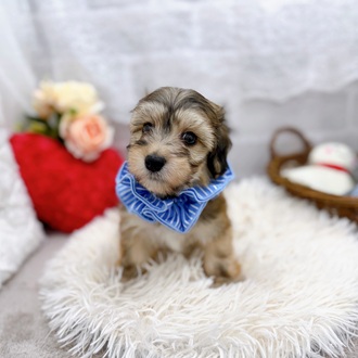 滋賀県のマルックス(マルチーズ×ダックス) (犬の家＆猫の里長浜店/2025年8月12日生まれ/男の子/フォーン)の子犬の4枚目の画像