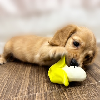 兵庫県のミニチュアダックスフンド(ロング) (犬の家＆猫の里カナート西神戸店/2025年8月14日生まれ/女の子/レッド)の子犬の4枚目の画像