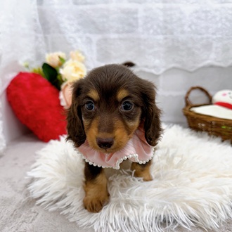 滋賀県のミニチュアダックスフンド(ロング) (犬の家＆猫の里長浜店/2025年8月13日生まれ/女の子/ブラウンタン)の子犬の4枚目の画像