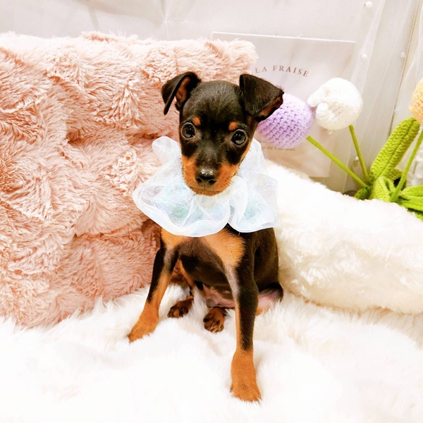 福井県のミニチュアピンシャー (犬の家＆猫の里福井店/2025年8月13日生まれ/男の子/ブラックタン)の子犬の4枚目の画像