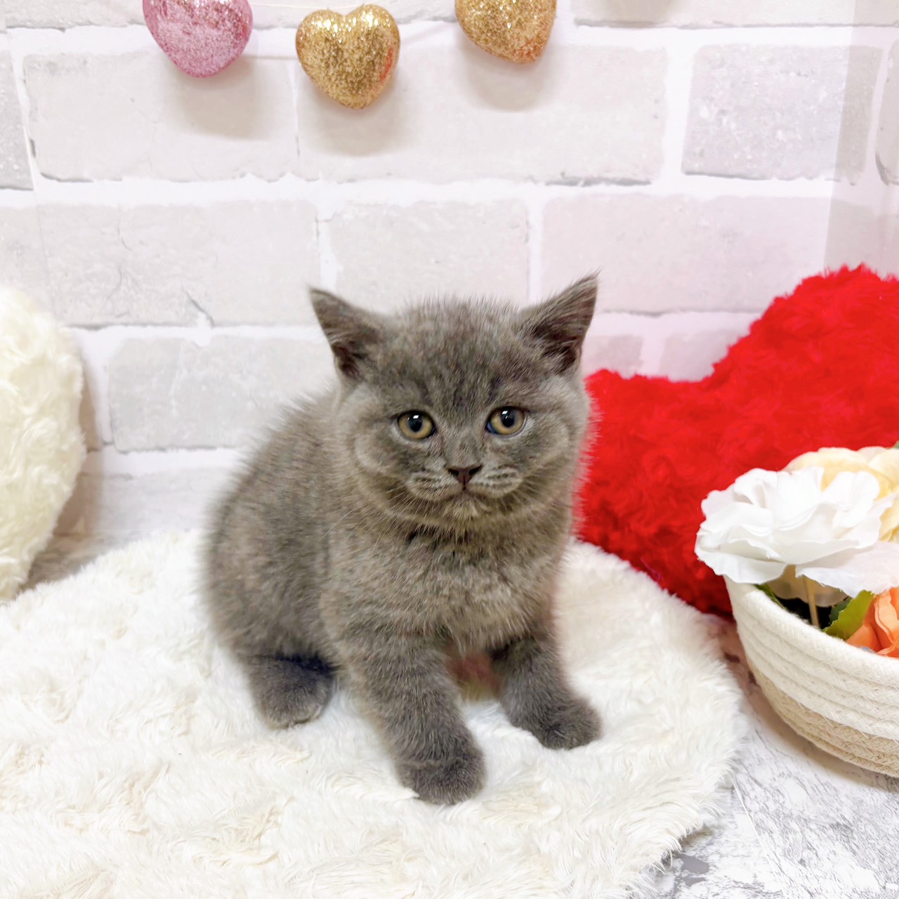 京都府のブリティッシュショートヘアー (犬の家＆猫の里京都精華店/2025年8月13日生まれ/男の子/ブルー)の子猫の4枚目の画像