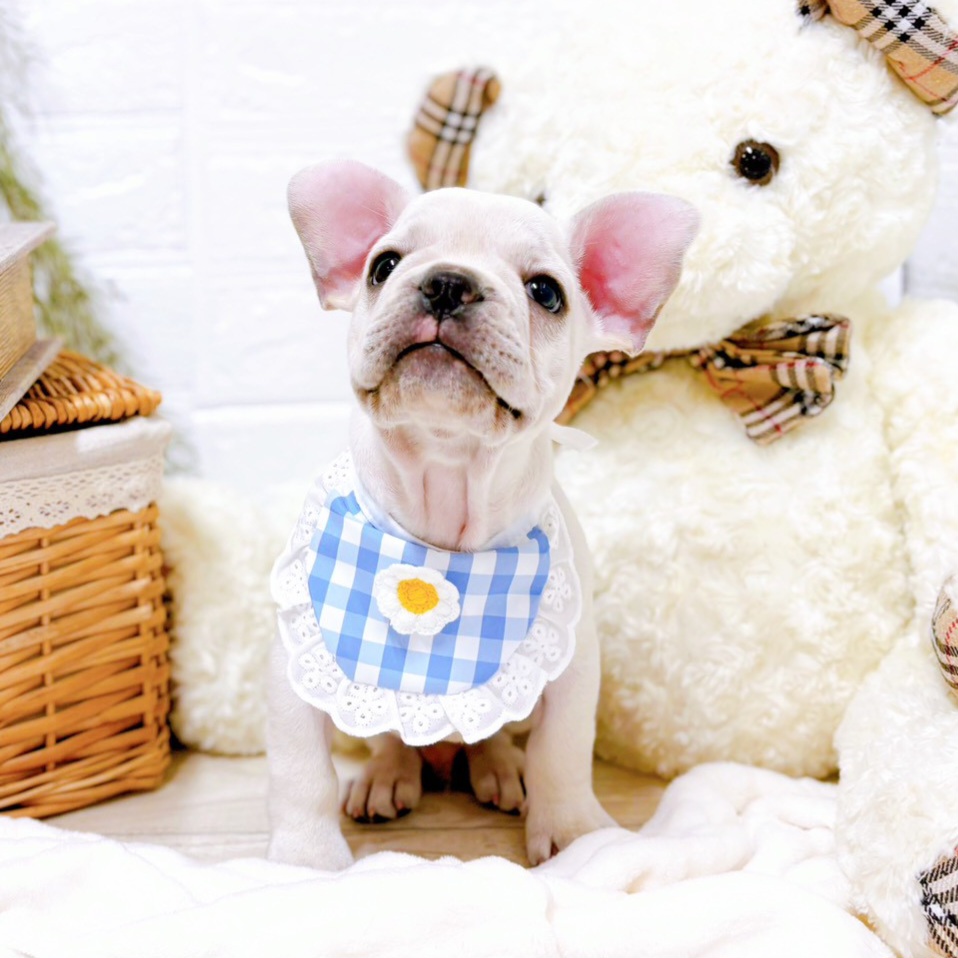 滋賀県のフレンチブルドッグ (犬の家＆猫の里近江八幡店/2025年8月12日生まれ/男の子/クリーム)の子犬の4枚目の画像