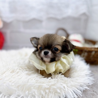 滋賀県のチワワ(ロング) (犬の家＆猫の里長浜店/2025年8月13日生まれ/男の子/レッド)の子犬の4枚目の画像