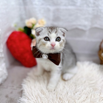 滋賀県のスコティッシュフォールド (犬の家＆猫の里長浜店/2025年8月10日生まれ/男の子/シルバータビーホワイト)の子猫の4枚目の画像