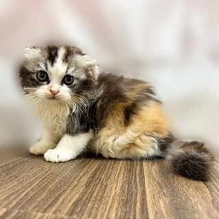 兵庫県のスコティッシュフォールド (犬の家＆猫の里カナート西神戸店/2025年8月10日生まれ/女の子/キャリコ)の子猫の4枚目の画像