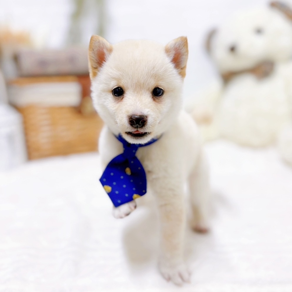 滋賀県の豆柴 (犬の家＆猫の里近江八幡店/2025年8月8日生まれ/男の子/白)の子犬の4枚目の画像