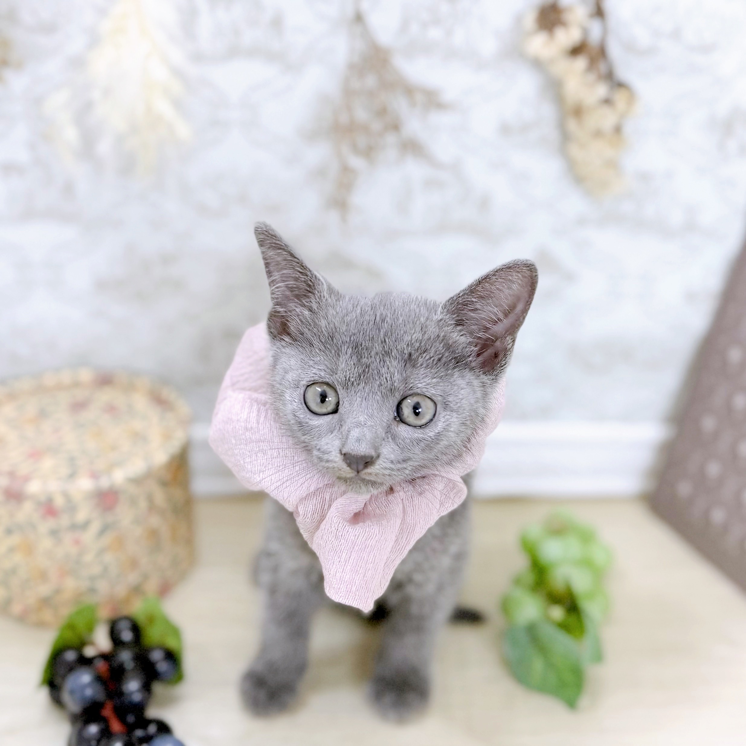 福井県のロシアンブルー (犬の家＆猫の里アミーゴ福井大和田店/2025年8月13日生まれ/女の子/ブルー)の子猫の4枚目の画像