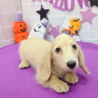 静岡県のミニチュアダックスフンド(ロング) (犬の家＆猫の里プレ葉ウォーク浜北店/2025年8月11日生まれ/男の子/イエロー)の子犬の4枚目の画像