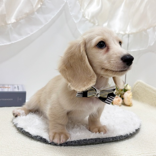 岐阜県のミニチュアダックスフンド(ロング) (犬の家＆猫の里カラフルタウン岐阜店/2025年8月11日生まれ/男の子/イエロー)の子犬の4枚目の画像