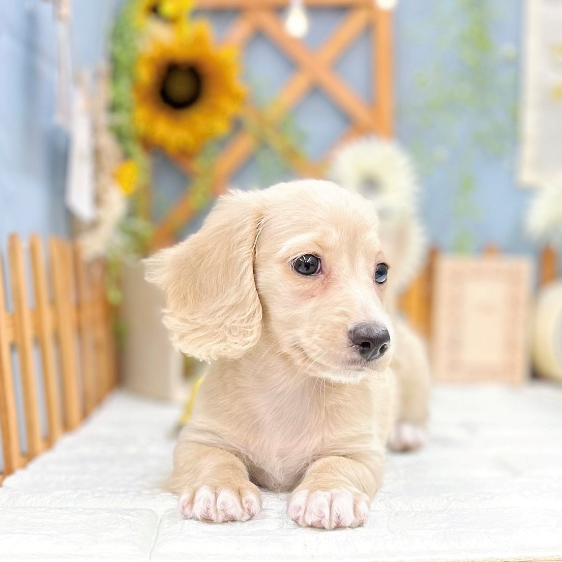 千葉県のミニチュアダックスフンド(ロング) (犬の家＆猫の里ワンズモール稲毛店/2025年8月11日生まれ/女の子/イエロー)の子犬の4枚目の画像