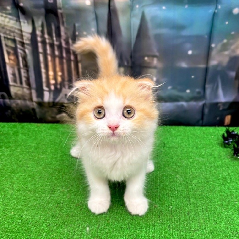愛知県のスコティッシュフォールド (犬の家＆猫の里名古屋天白店/2025年8月4日生まれ/女の子/レッドタビーホワイト)の子猫の1枚目の画像