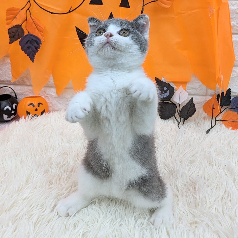 愛知県のスコティッシュフォールド (犬の家＆猫の里MEGAドン・キホーテ東海名和店/2025年8月9日生まれ/女の子/ブルータビーホワイト)の子猫の4枚目の画像