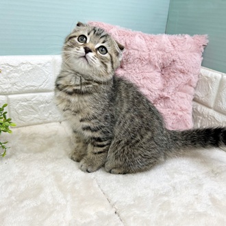静岡県のスコティッシュフォールド (犬の家＆猫の里マークイズ静岡店/2025年8月14日生まれ/男の子/ブラウンタビー)の子猫の4枚目の画像