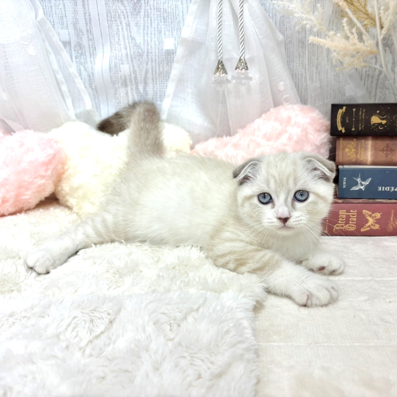 神奈川県のスコティッシュフォールド (犬の家＆猫の里相模原店/2025年8月14日生まれ/男の子/ブルーリンクスポイントホワイト)の子猫の4枚目の画像