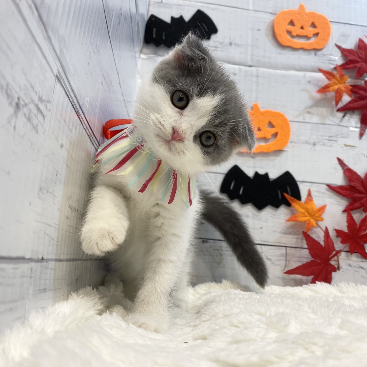 長野県のスコティッシュフォールド (犬の家＆猫の里カインズ梓川店/2025年8月14日生まれ/男の子/ブルーホワイト)の子猫の4枚目の画像