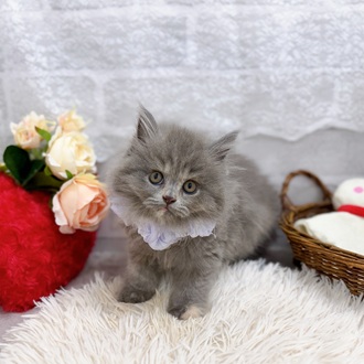 滋賀県のブリティッシュロングヘアー (犬の家＆猫の里長浜店/2025年8月8日生まれ/女の子/ブルーパッチドタビー)の子猫の1枚目の画像