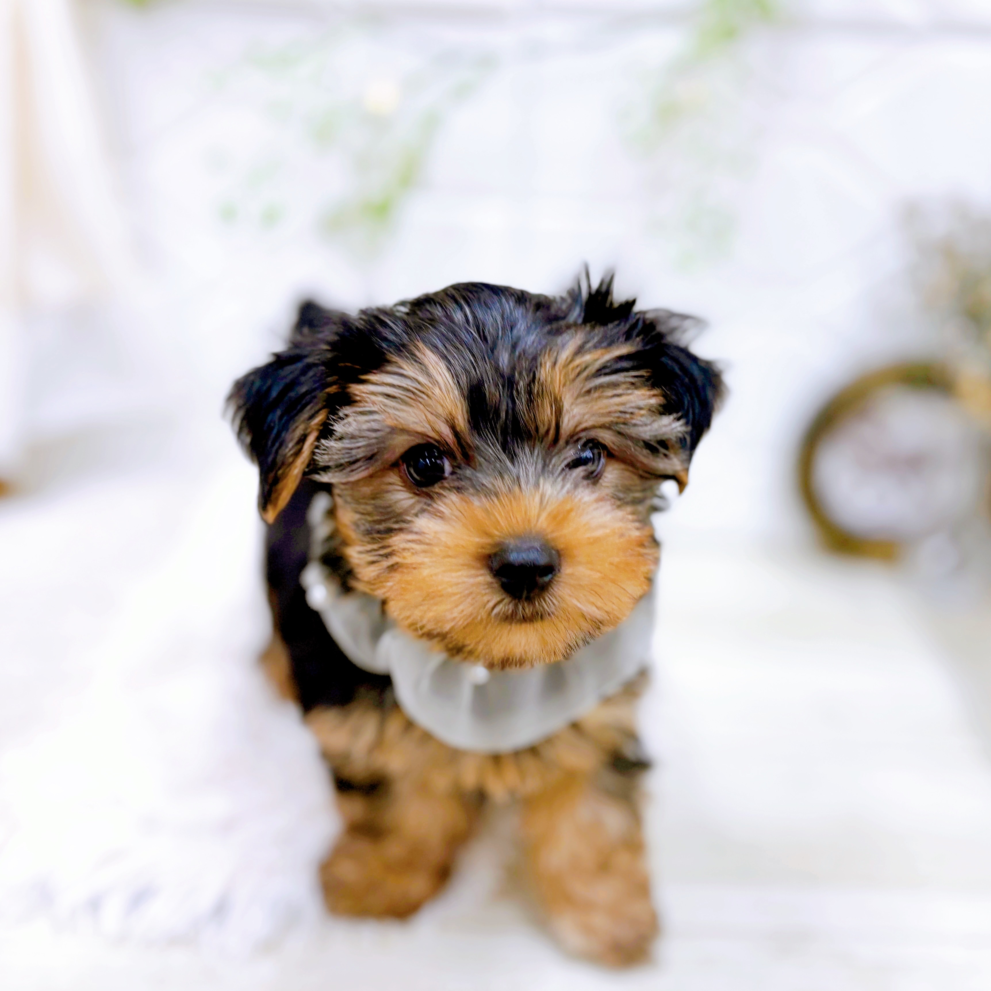 兵庫県のヨークシャーテリア (犬の家＆猫の里ニッケパークタウン加古川店/2025年8月13日生まれ/男の子/スチールブルータン)の子犬の4枚目の画像