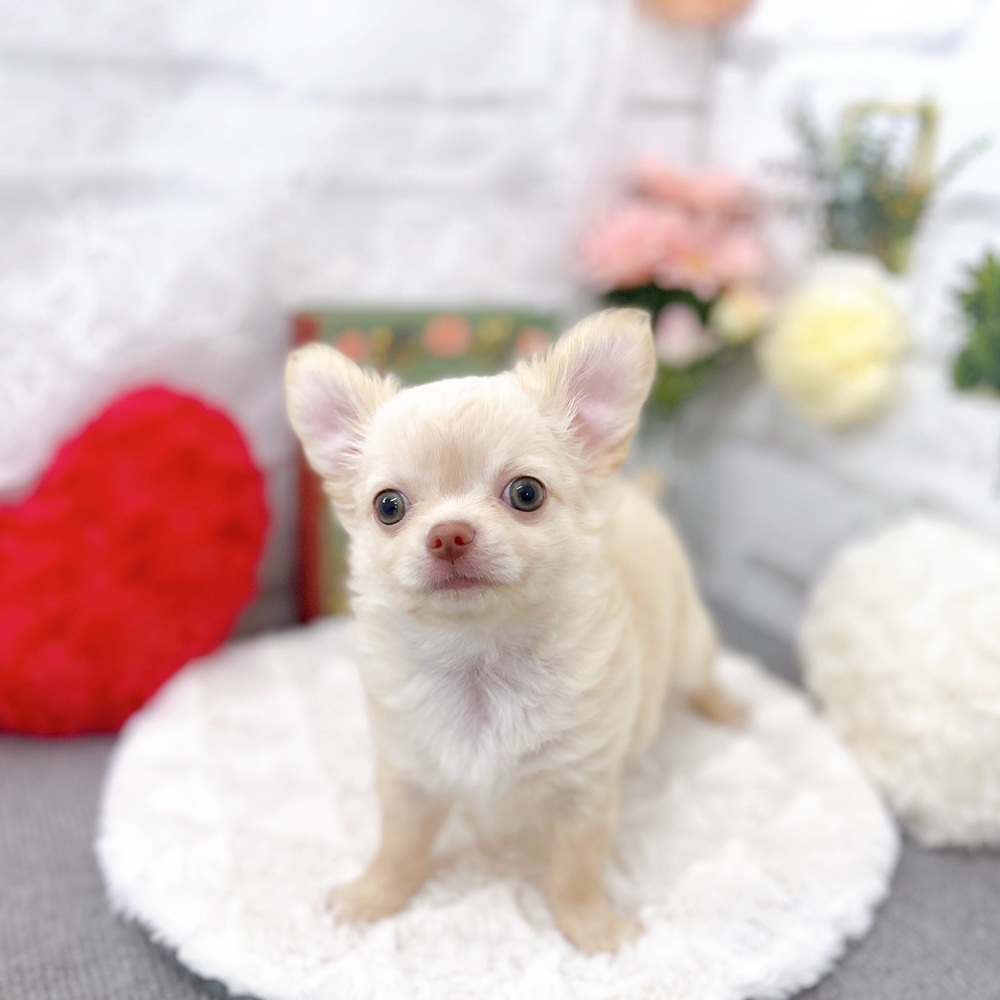 京都府のチワワ(ロング) (犬の家＆猫の里京都樟葉店/2025年8月10日生まれ/男の子/クリーム)の子犬の4枚目の画像