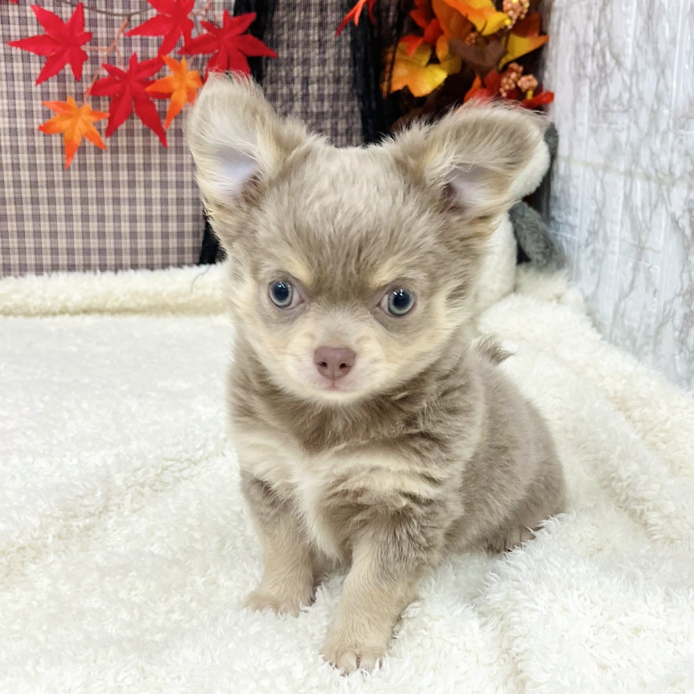 愛知県のチワワ(ロング) (犬の家&猫の里エアポートウォーク店/2025年8月10日生まれ/男の子/イザベラクリーム)の子犬の4枚目の画像