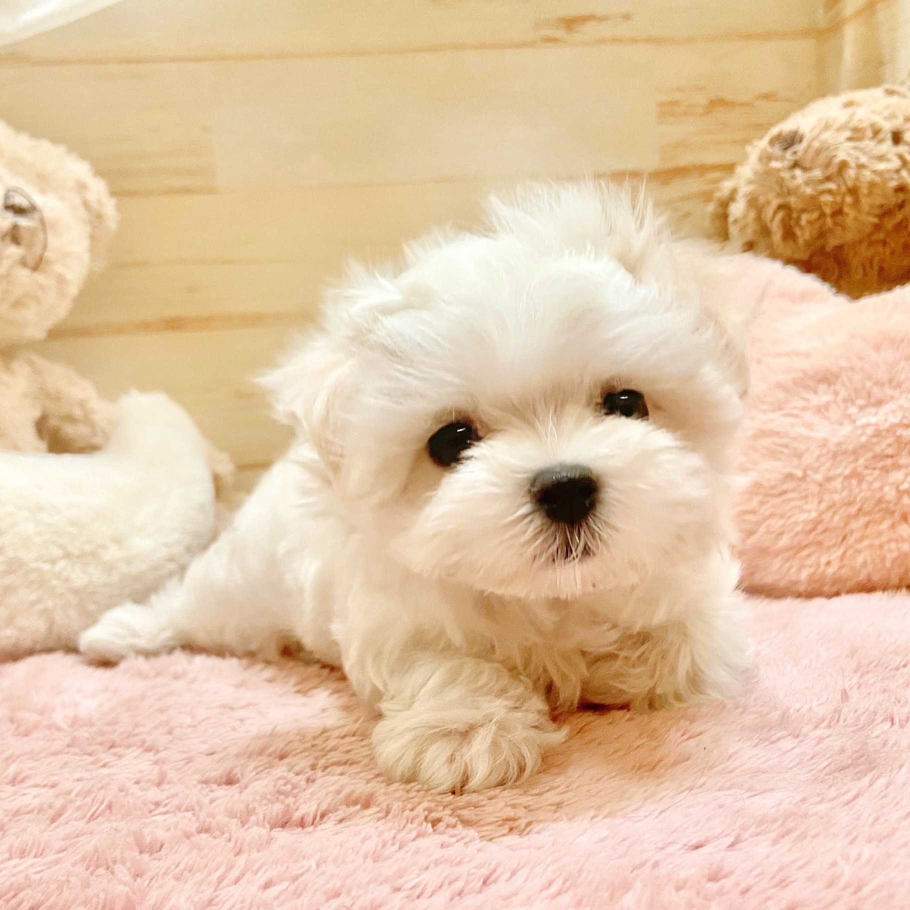 兵庫県のマルチーズ (犬の家＆猫の里神戸店/2025年8月16日生まれ/男の子/ホワイト)の子犬の4枚目の画像