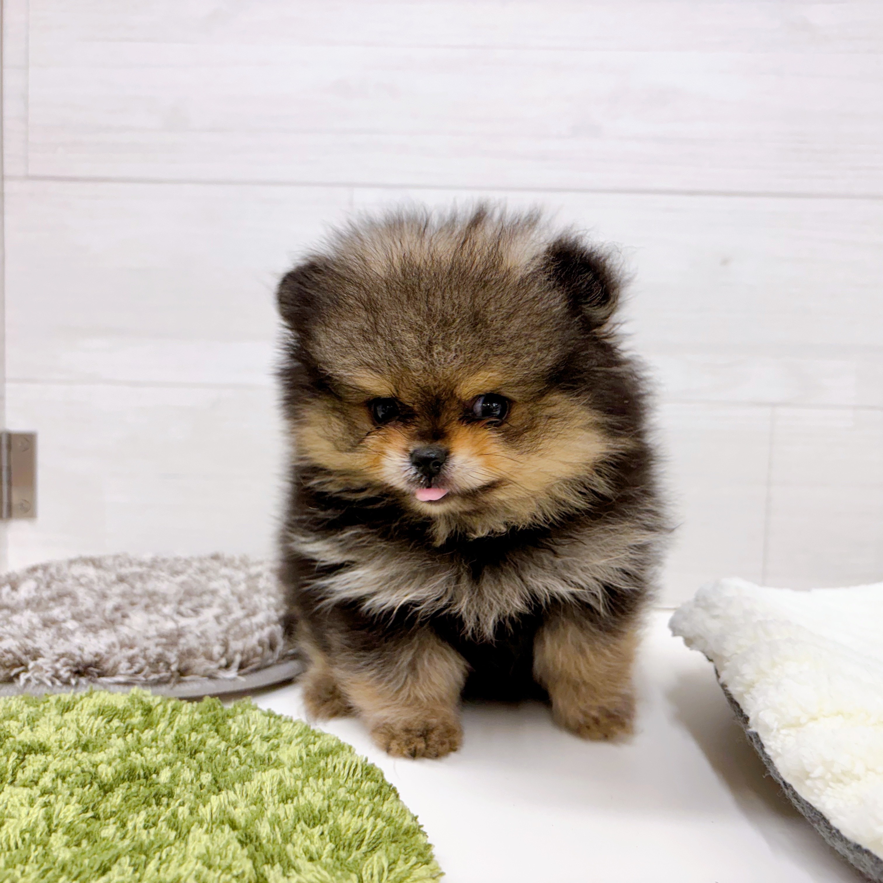 石川県のポメラニアン (犬の家＆猫の里アミーゴ金沢おこばた店/2025年8月12日生まれ/女の子/ウルフセーブル)の子犬の4枚目の画像