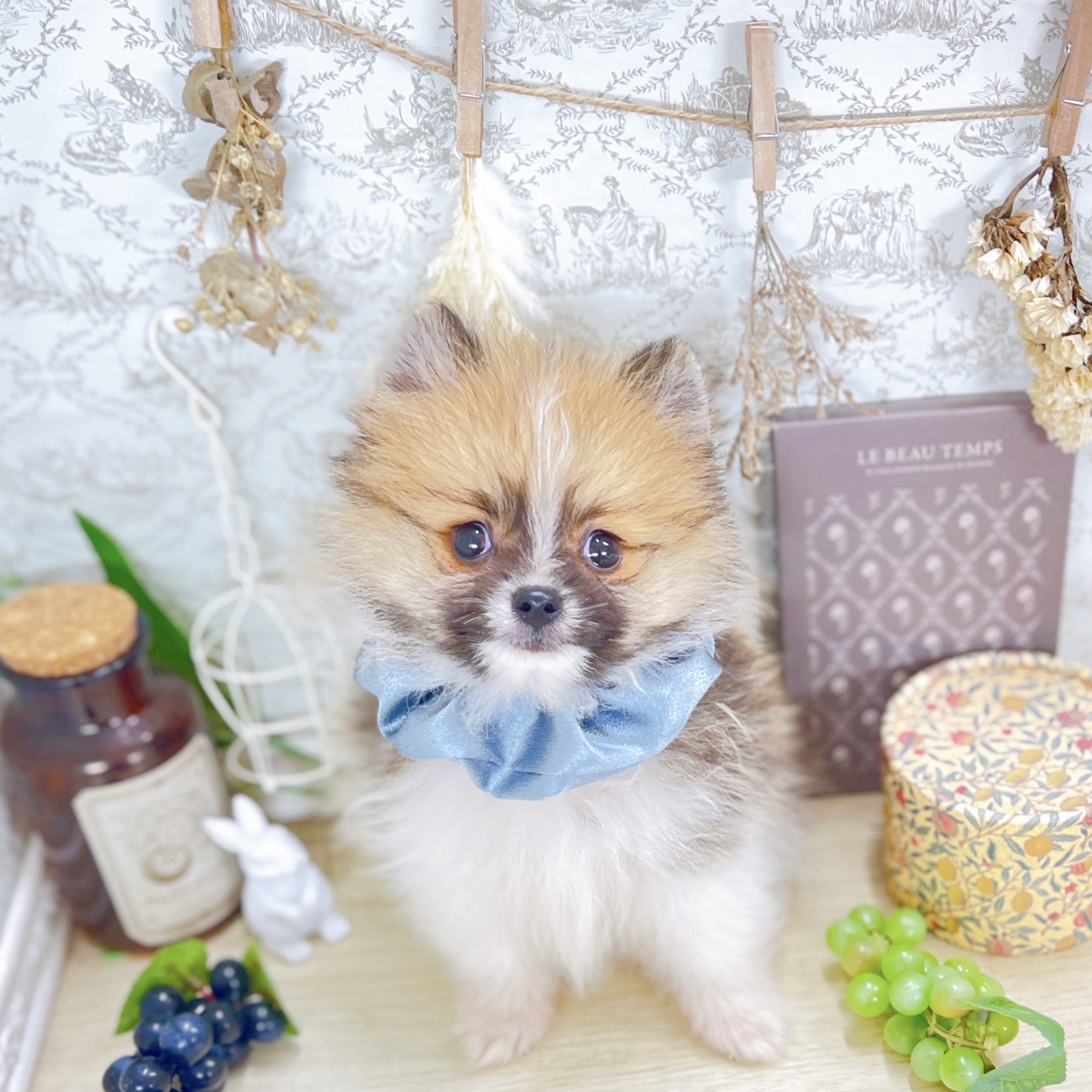 福井県のポメラニアン (犬の家＆猫の里アミーゴ福井大和田店/2025年8月11日生まれ/男の子/パーティーカラー)の子犬の4枚目の画像