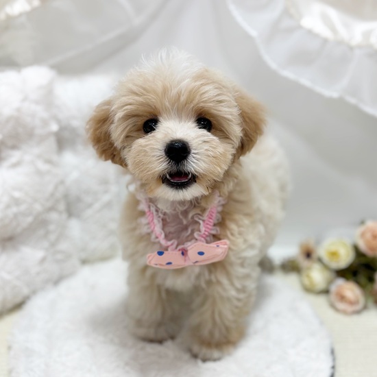 岐阜県のマルプー(マルチーズ×プードル) (犬の家＆猫の里カラフルタウン岐阜店/2025年8月14日生まれ/男の子/クリームホワイト)の子犬の4枚目の画像