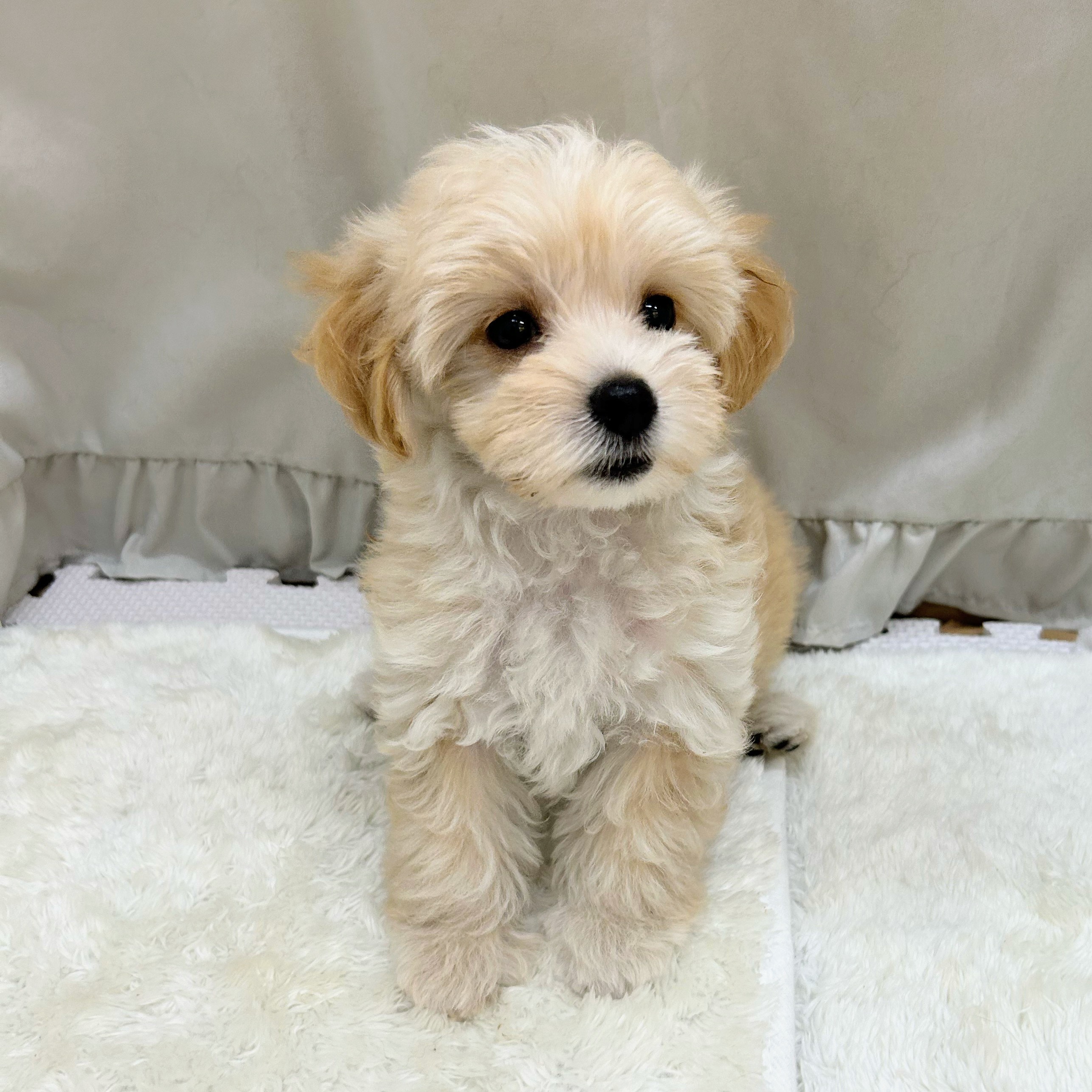 愛知県のマルプー(マルチーズ×プードル) (犬の家＆猫の里アミーゴ神の倉店/2025年8月14日生まれ/男の子/クリームホワイト)の子犬の4枚目の画像