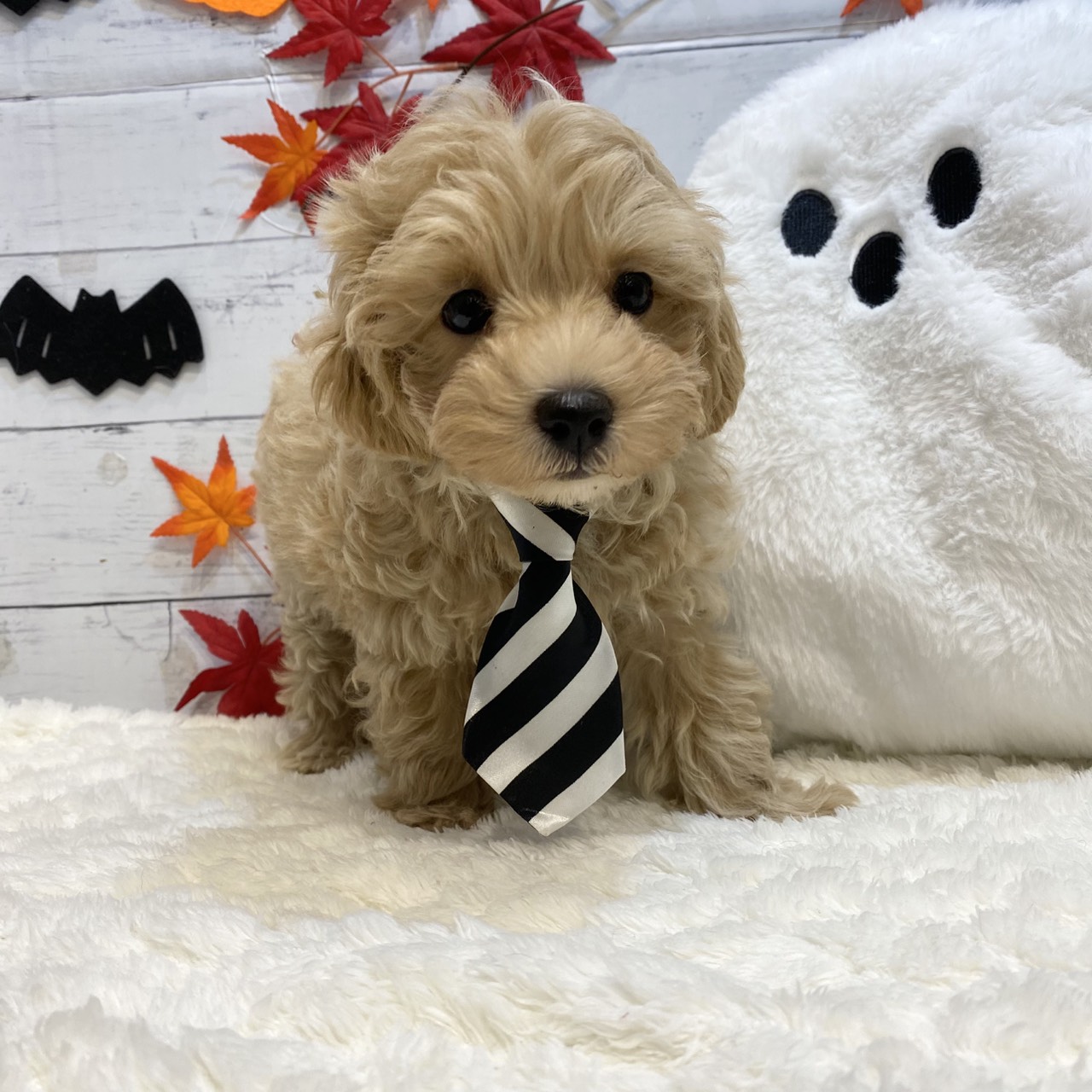 長野県のマルプー(マルチーズ×プードル) (犬の家＆猫の里カインズ梓川店/2025年8月15日生まれ/男の子/アプリコットホワイト)の子犬の4枚目の画像