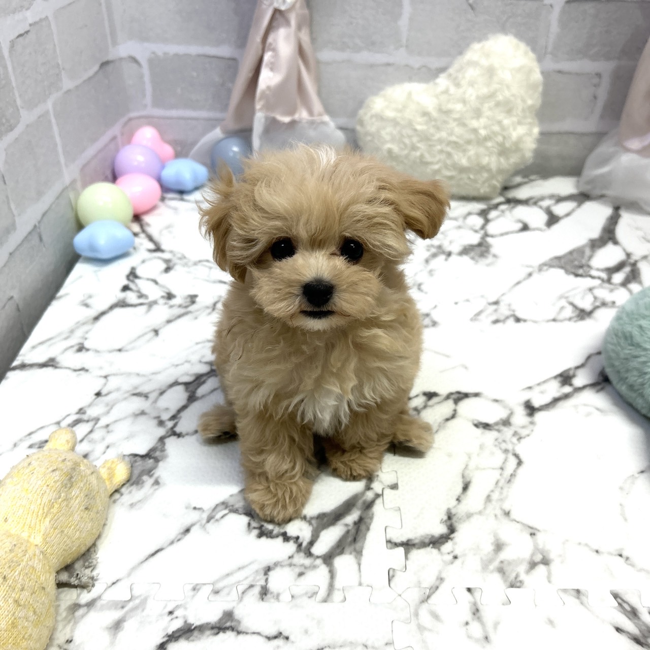 愛知県のマルプー(マルチーズ×プードル) (犬の家＆猫の里岡崎店/2025年8月15日生まれ/男の子/アプリコットホワイト)の子犬の4枚目の画像