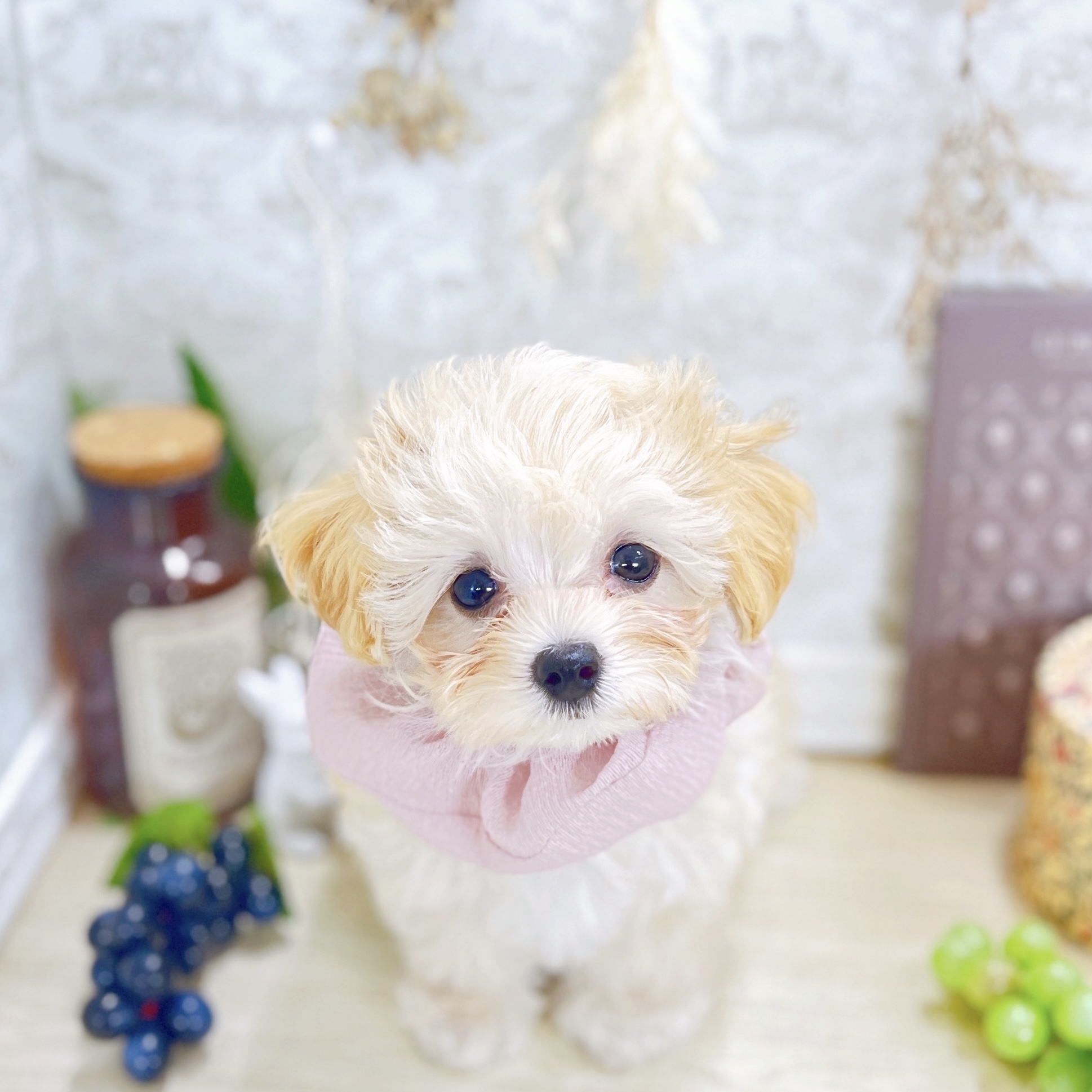 福井県のマルプー(マルチーズ×プードル) (犬の家＆猫の里アミーゴ福井大和田店/2025年8月16日生まれ/女の子/クリームホワイト)の子犬の4枚目の画像