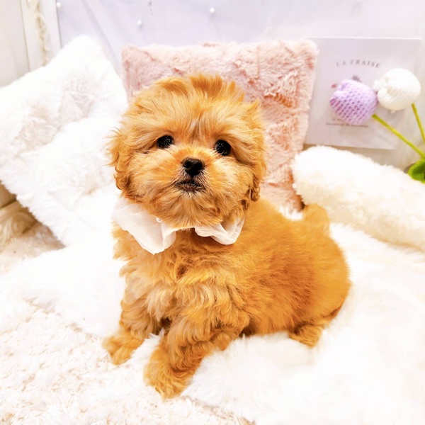 福井県のペキプー(ペキニーズ×プードル) (犬の家＆猫の里福井店/2025年8月17日生まれ/女の子/アプリコット)の子犬の4枚目の画像