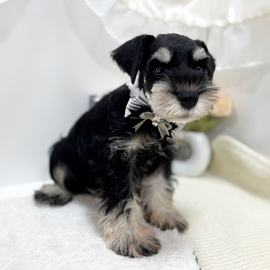 岐阜県のミニチュアシュナウザー (犬の家＆猫の里カラフルタウン岐阜店/2025年8月17日生まれ/男の子/ブラックシルバー)の子犬の4枚目の画像