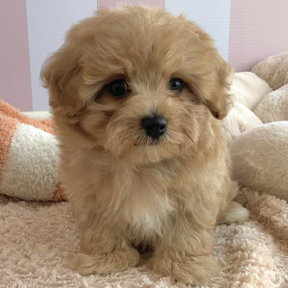 岡山県のマルプー(マルチーズ×プードル) (犬の家&猫の里倉敷中庄店/2025年8月16日生まれ/男の子/アプリコット)の子犬