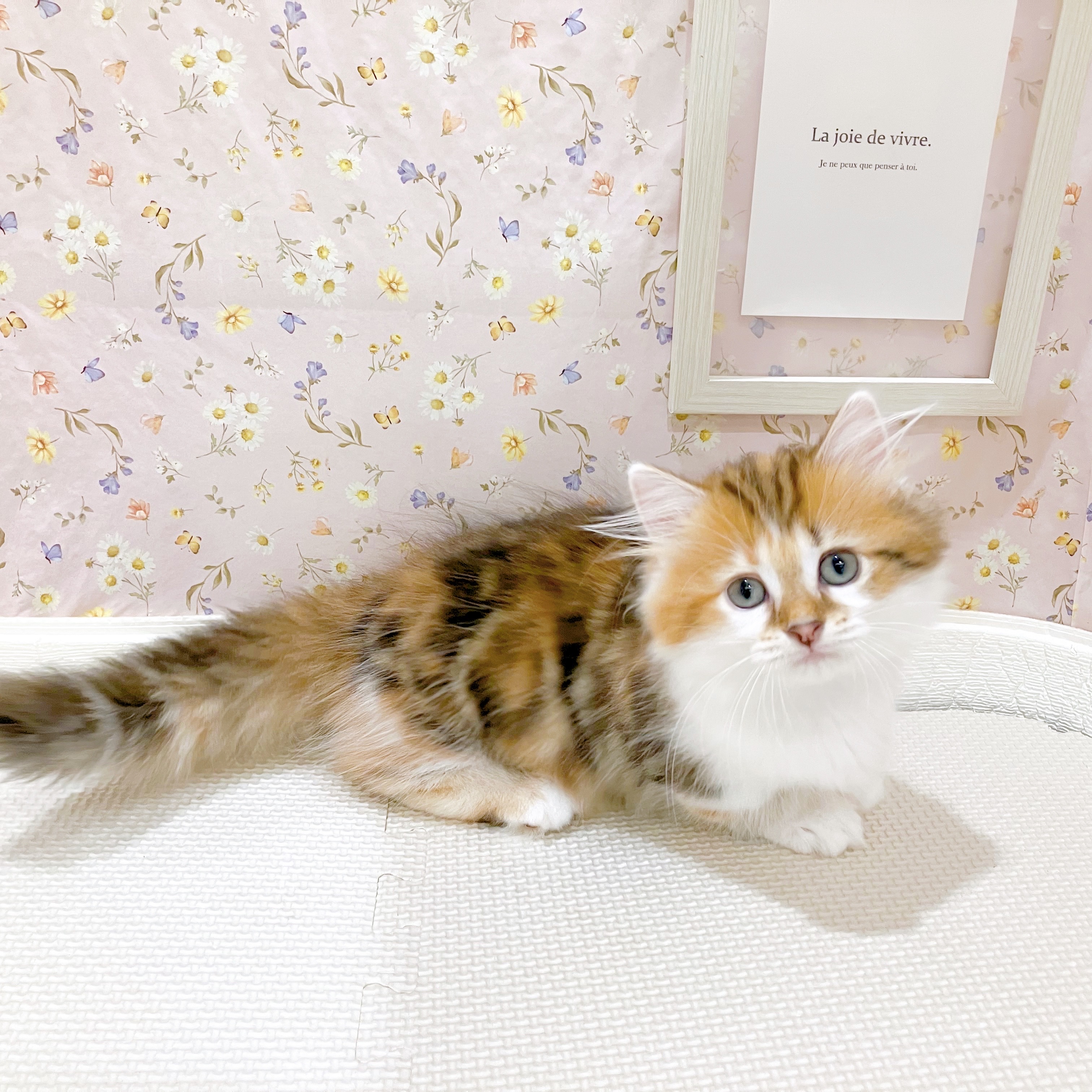 石川県のミヌエット (犬の家＆猫の里金沢店/2025年8月16日生まれ/女の子/ブラウンパッチドタビーホワイト)の子猫の4枚目の画像