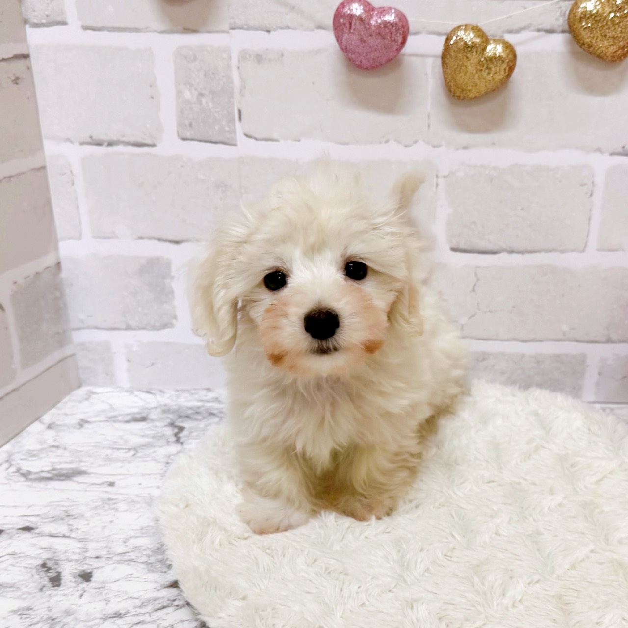 京都府のマルックス(マルチーズ×ダックス) (犬の家＆猫の里京都精華店/2025年8月15日生まれ/男の子/ホワイト)の子犬の4枚目の画像