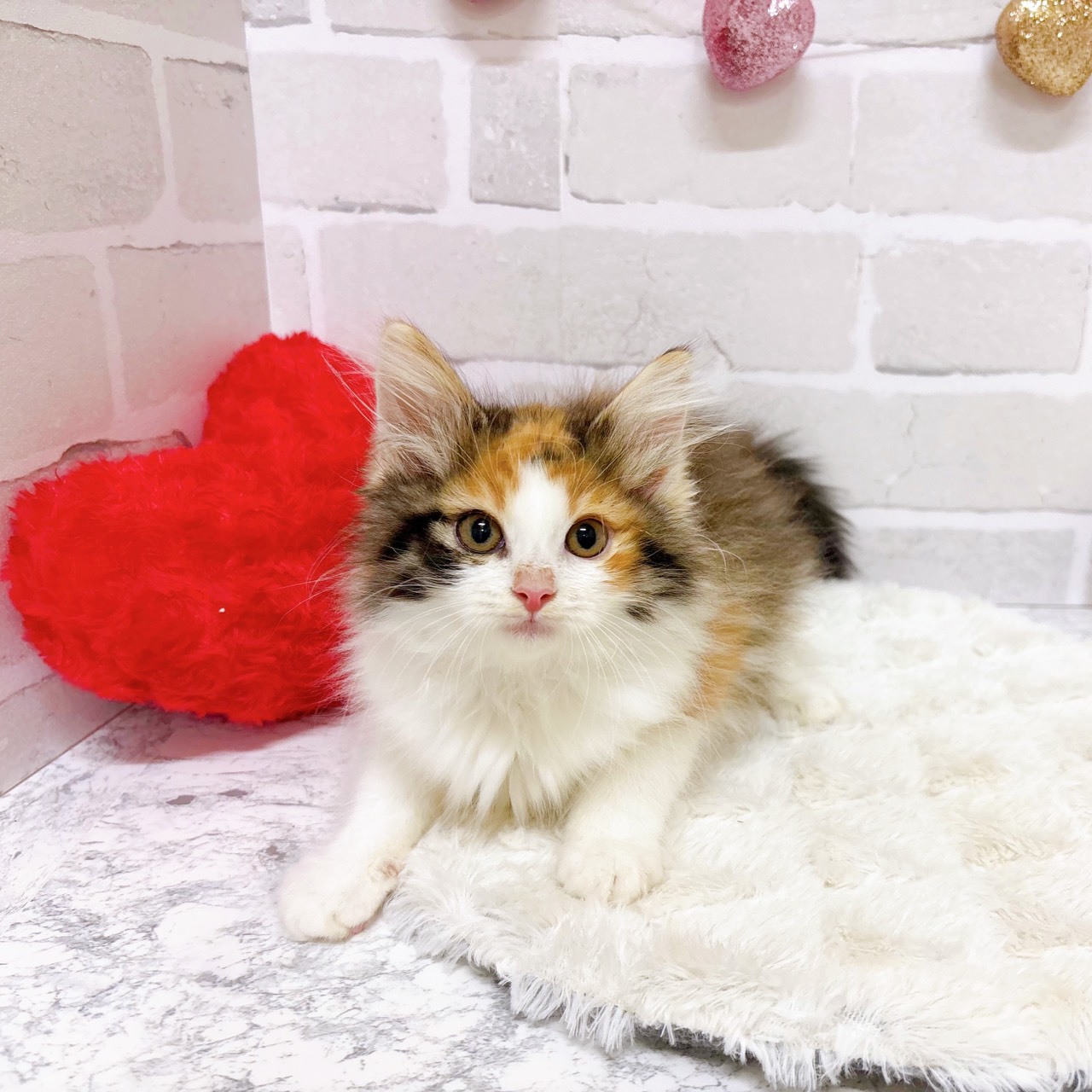 京都府のノルウェージャンフォレストキャット (犬の家＆猫の里京都精華店/2025年8月15日生まれ/女の子/キャリコ)の子猫の4枚目の画像