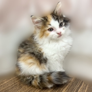 兵庫県のノルウェージャンフォレストキャット (犬の家＆猫の里カナート西神戸店/2025年8月15日生まれ/女の子/キャリコ)の子猫の1枚目の画像
