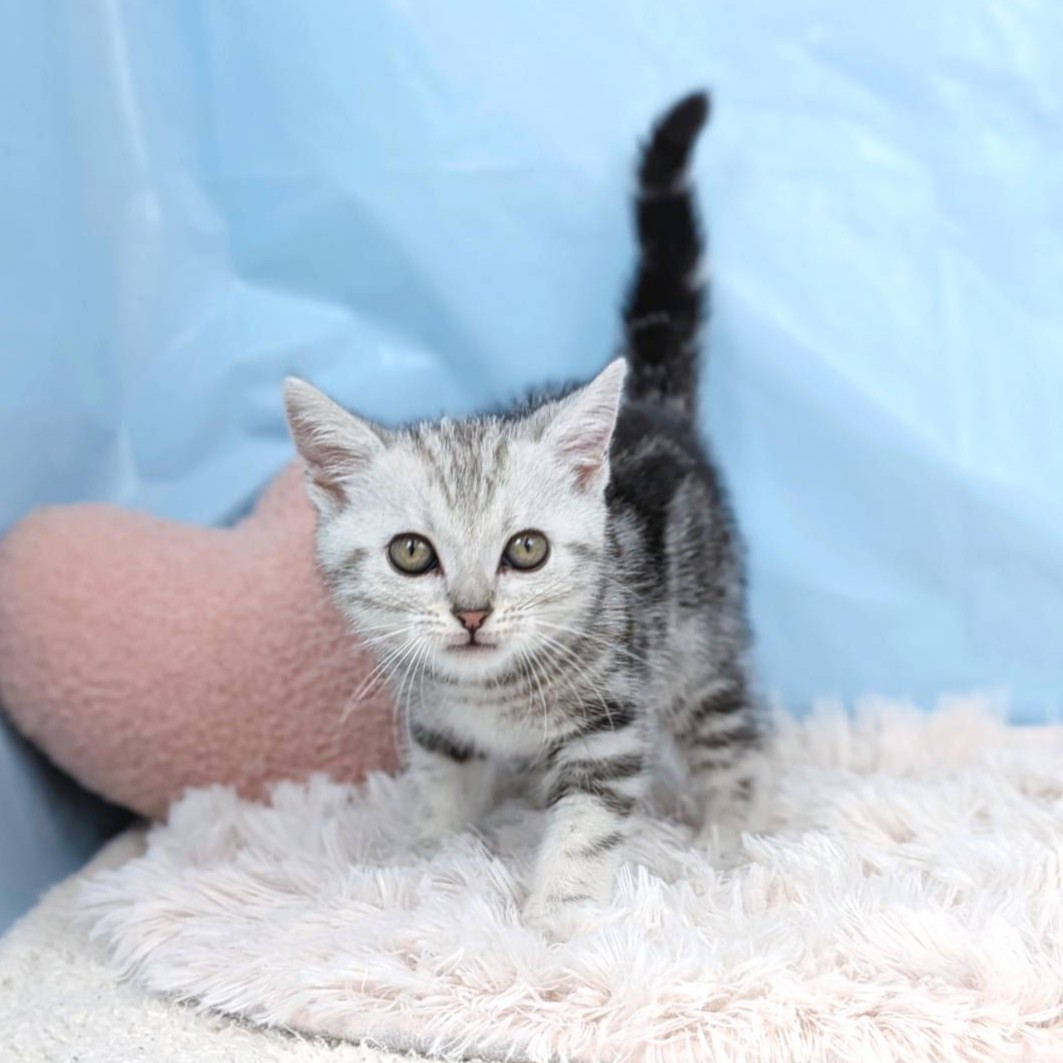 兵庫県のアメリカンショートヘアー (犬の家＆猫の里川西店/2025年8月10日生まれ/男の子/シルバータビー)の子猫の4枚目の画像
