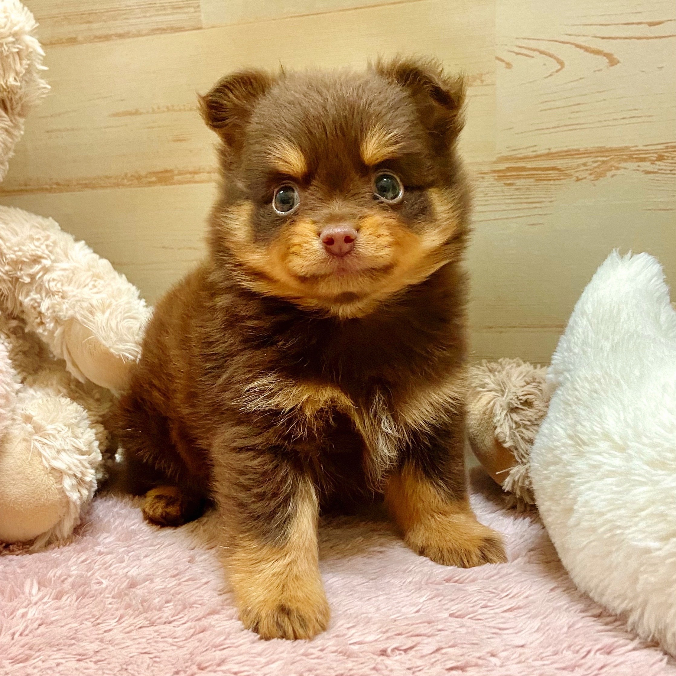 兵庫県のポメチワ/チワポメ/ポメチー(ポメラニアン×チワワ) (犬の家＆猫の里神戸店/2025年8月16日生まれ/男の子/チョコレートタン)の子犬の4枚目の画像