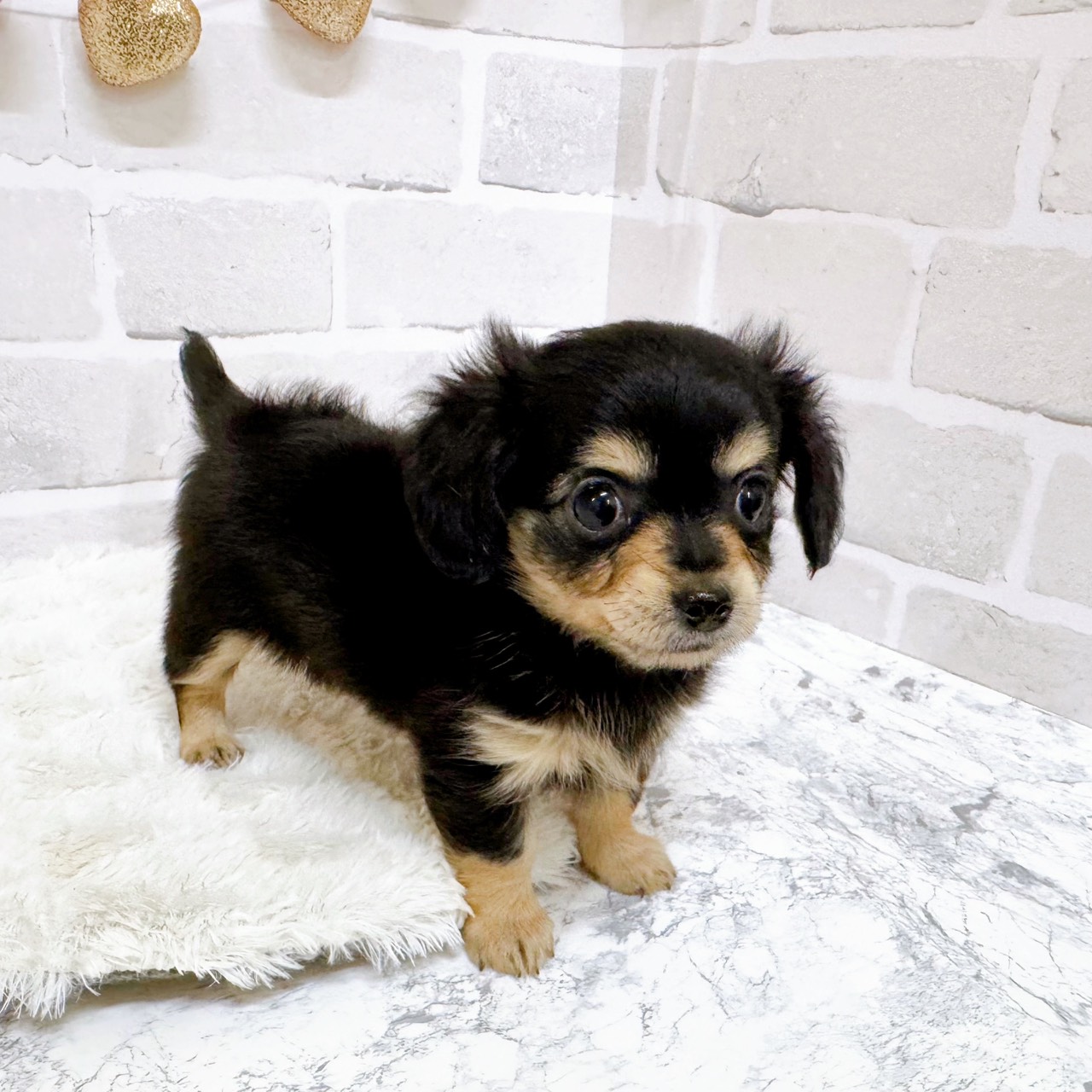 京都府のチワックス(チワワ×ダックス) (犬の家＆猫の里京都精華店/2025年8月17日生まれ/女の子/ブラックタン)の子犬の4枚目の画像