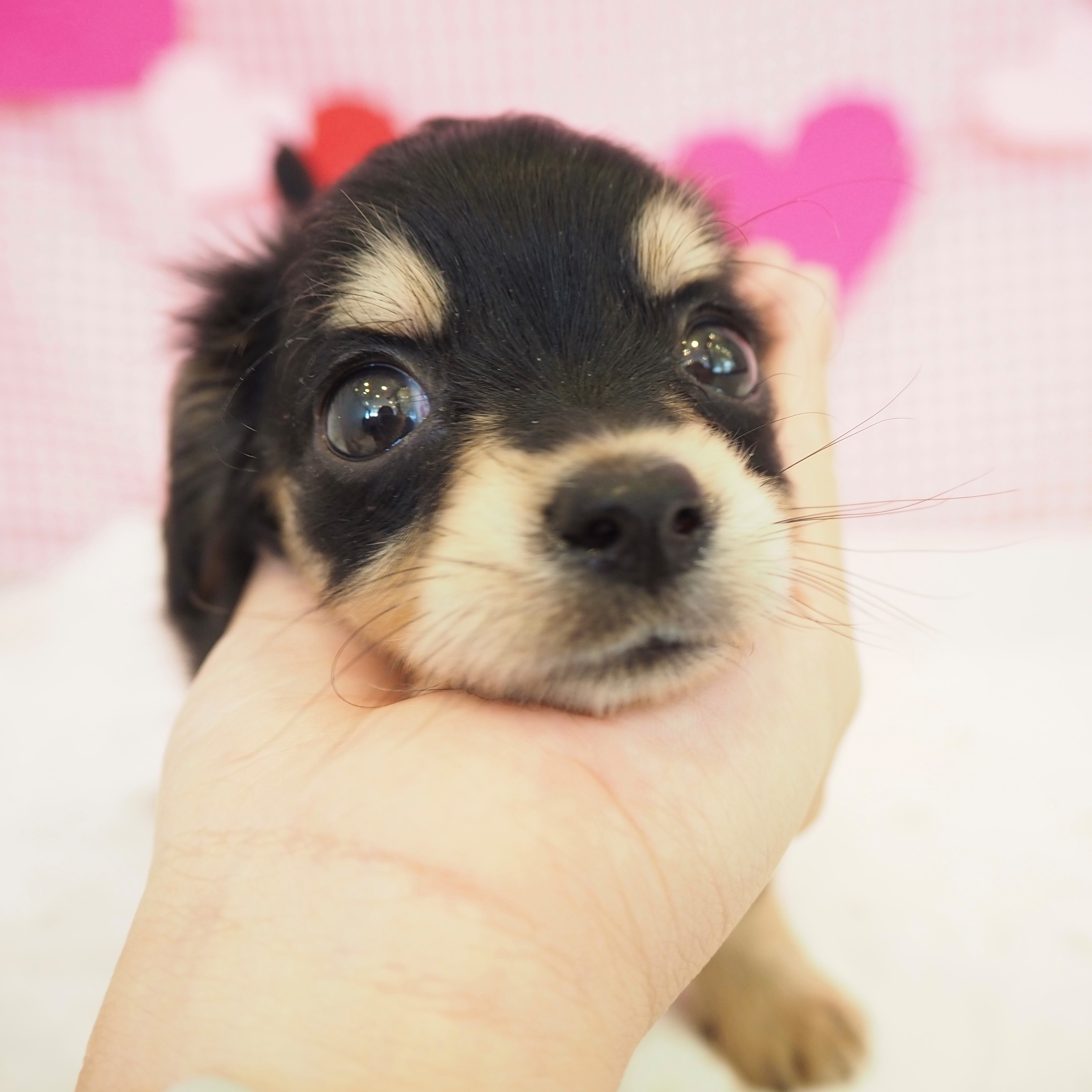 大阪府のチワックス(チワワ×ダックス) (犬の家＆猫の里もりのみやキューズモールBASE店/2025年8月16日生まれ/男の子/ブラッククリーム)の子犬の4枚目の画像
