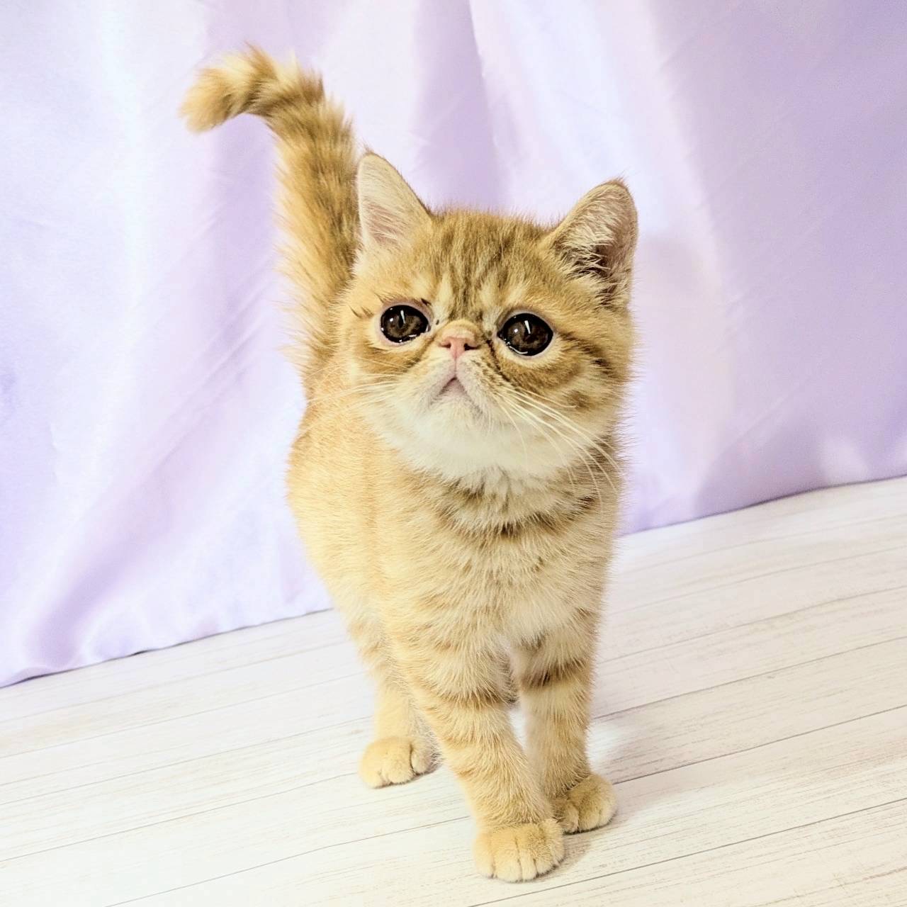 兵庫県のエキゾチック (犬の家＆猫の里尼崎店/2025年8月3日生まれ/男の子/レッドタビーホワイト)の子猫の4枚目の画像