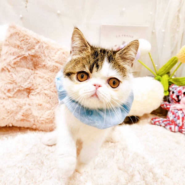 福井県のエキゾチック (犬の家＆猫の里福井店/2025年8月3日生まれ/男の子/ブラウンタビーホワイト)の子猫の4枚目の画像