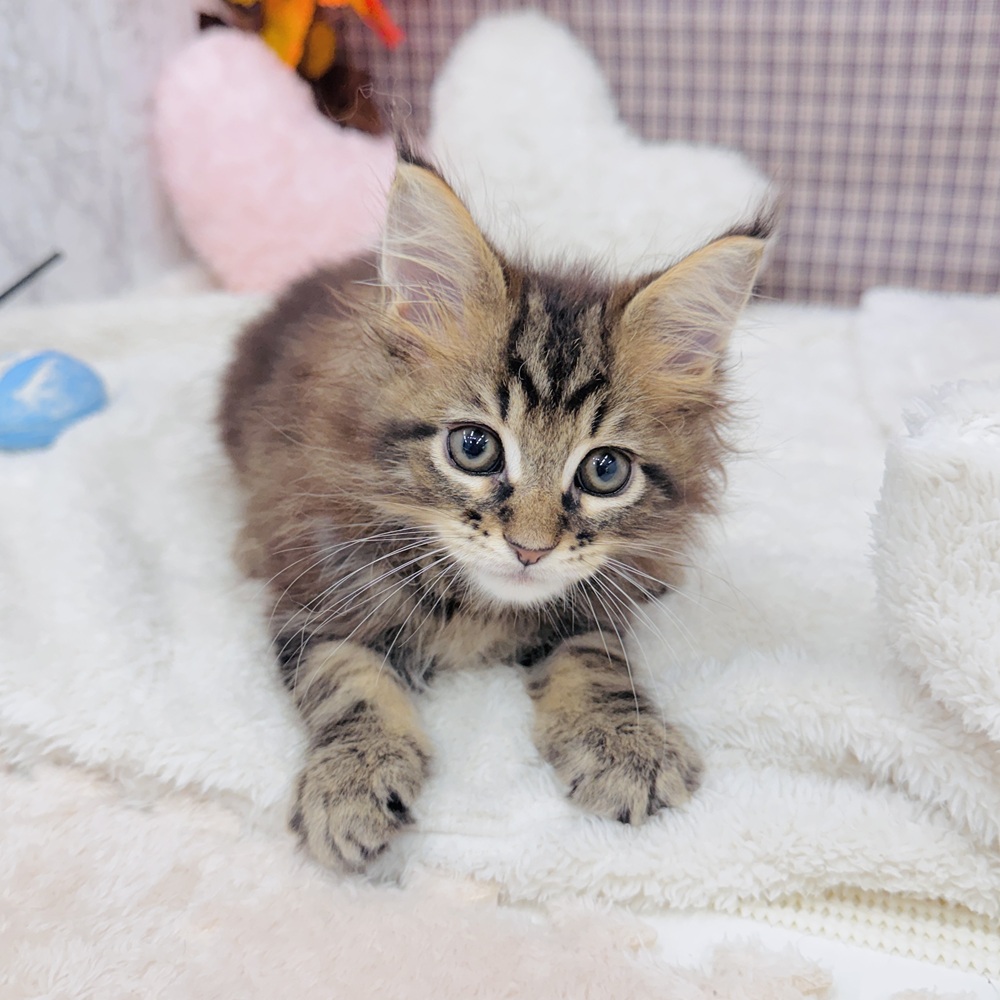 愛知県のメインクーン (犬の家＆猫の里エアポートウォーク店/2025年8月5日生まれ/男の子/ブラウンタビー)の子猫の4枚目の画像