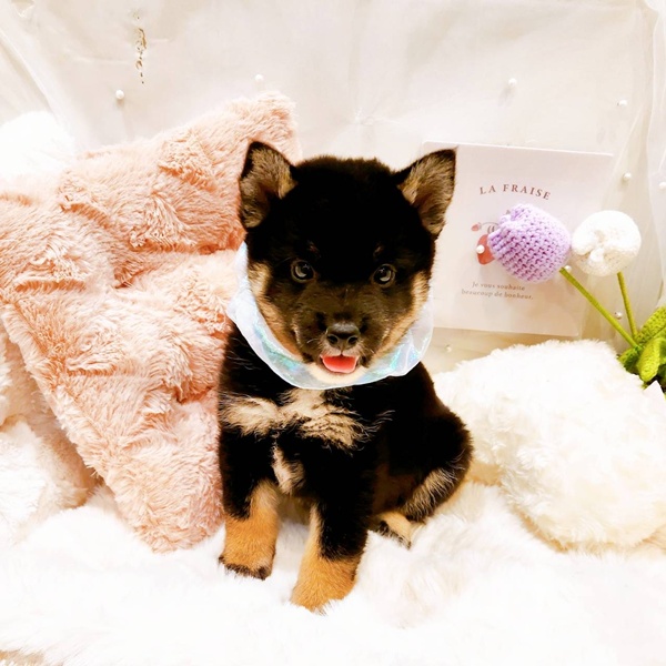 福井県の柴犬(標準サイズ) (犬の家＆猫の里福井店/2025年8月17日生まれ/男の子/黒)の子犬の4枚目の画像