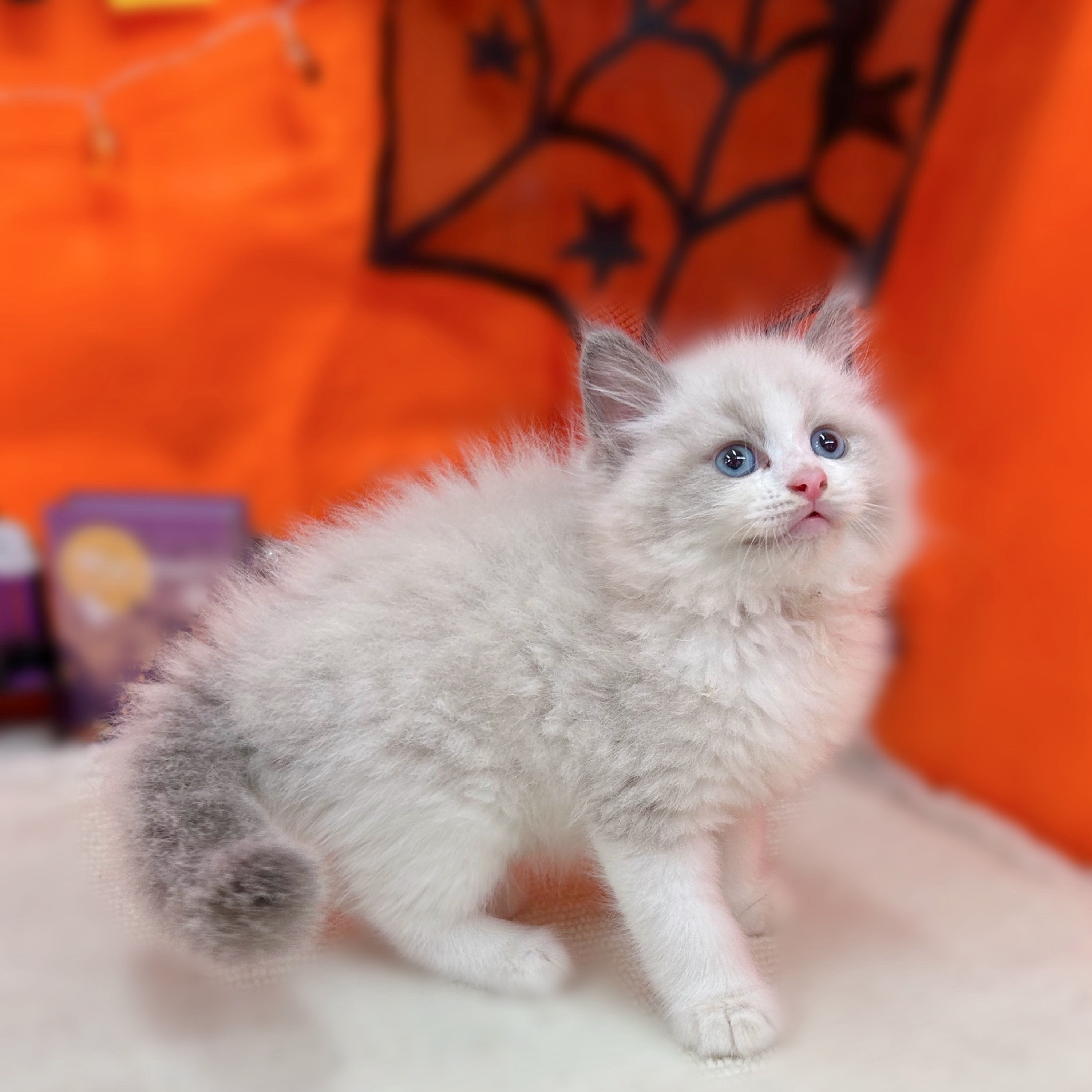 岐阜県のラグドール (犬の家＆猫の里岐南店/2025年8月17日生まれ/男の子/シールポイントバイカラー)の子猫の4枚目の画像