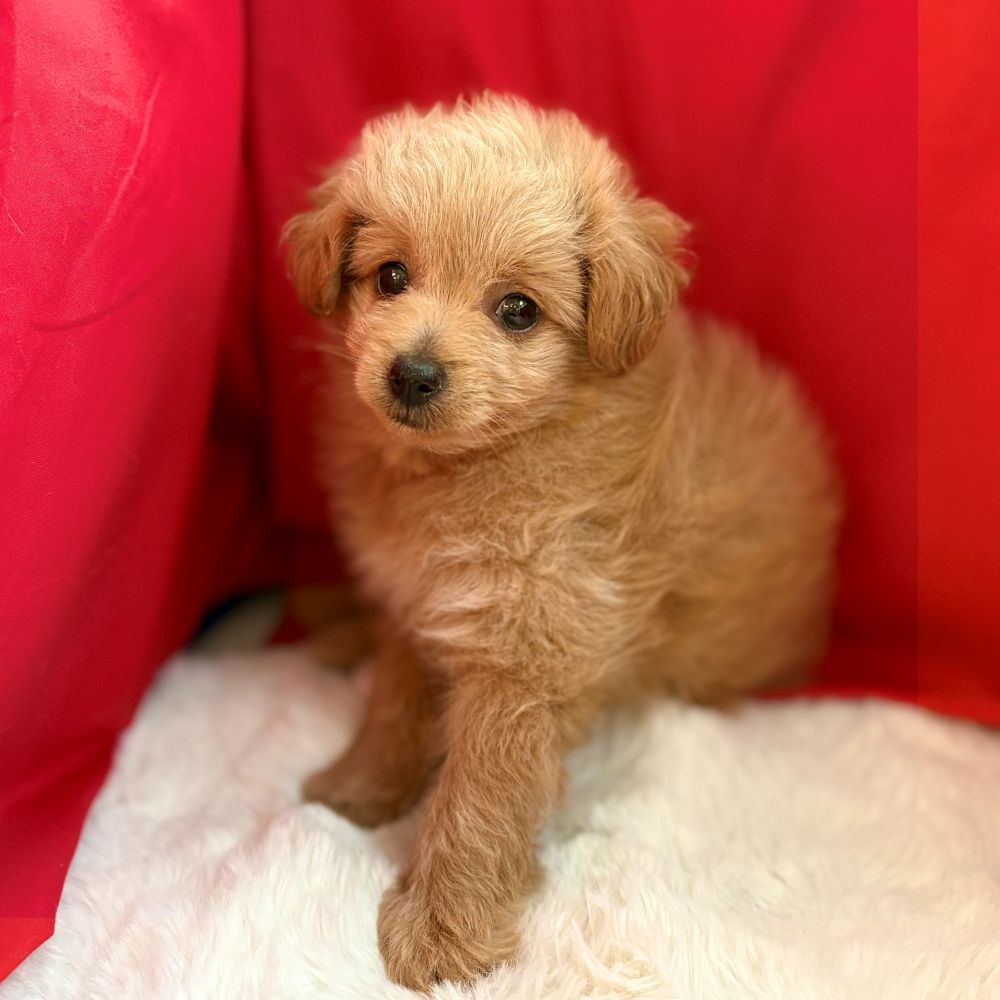 愛知県のポメプー(ポメラニアン×プードル) (犬の家＆猫の里愛知刈谷店/2025年8月15日生まれ/女の子/クリーム)の子犬の4枚目の画像