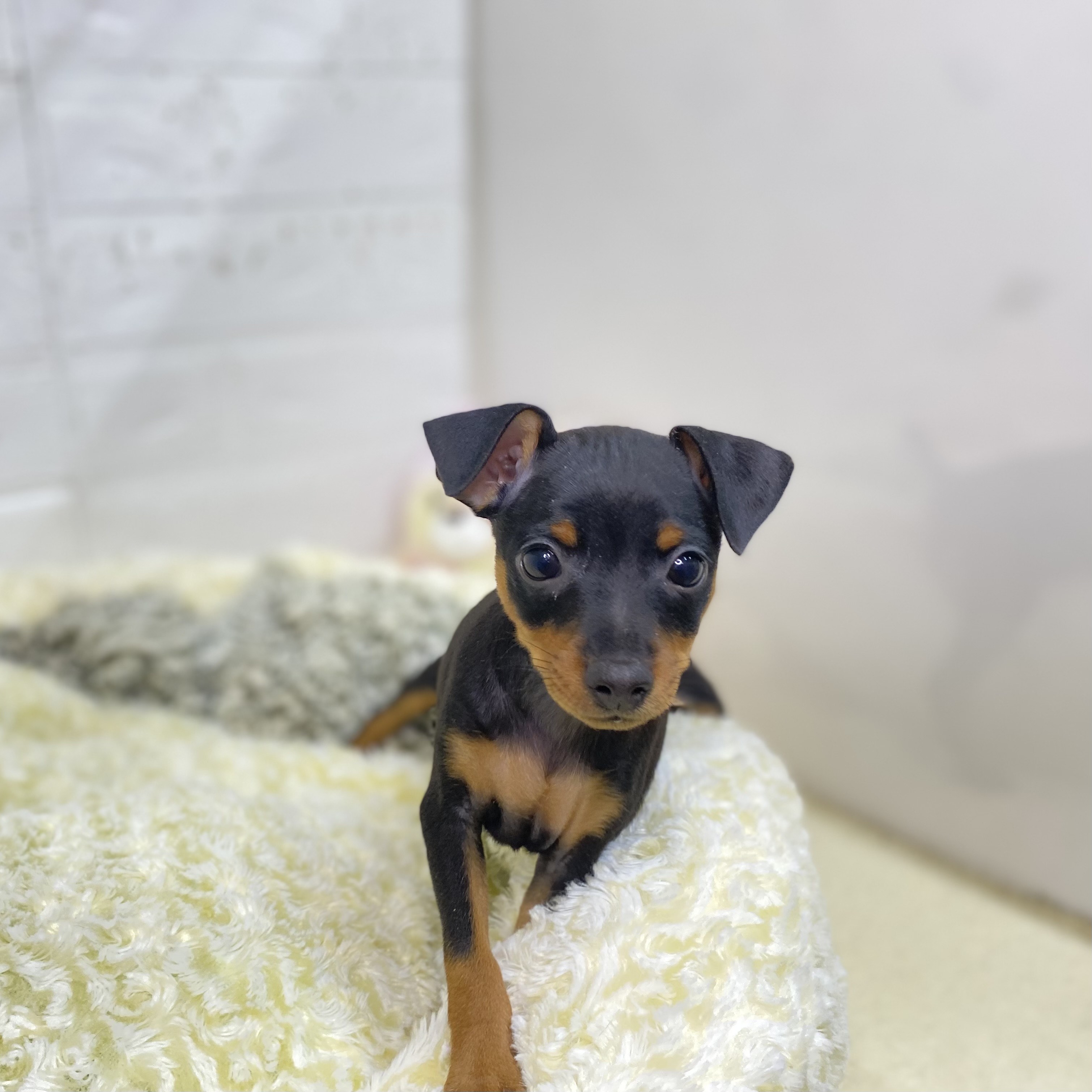 長野県のミニチュアピンシャー (犬の家＆猫の里長野店/2025年8月18日生まれ/女の子/ブラックタン)の子犬の4枚目の画像