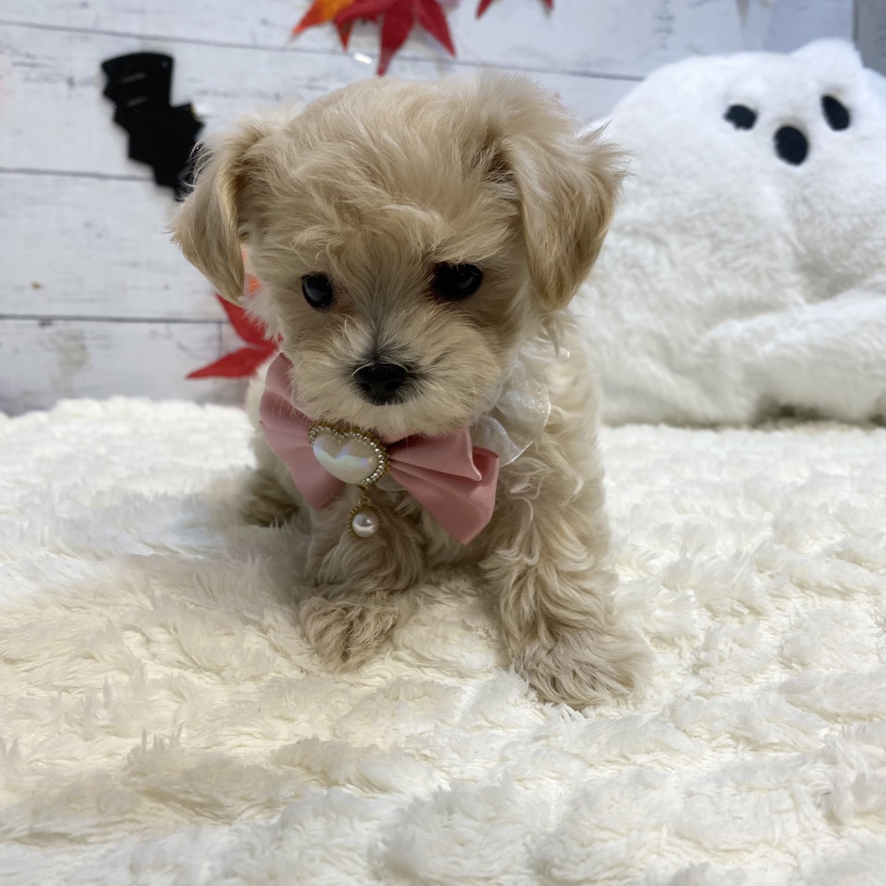 長野県のマルプー(マルチーズ×プードル) (犬の家&猫の里カインズ梓川店/2025年8月18日生まれ/女の子/クリーム)の子犬の4枚目の画像